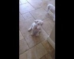 Jedinstveni albino štenci dobermana... kontaktirajte me putem WhatsAppa na: +44 7453 907158